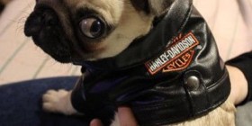 Pugs of Anarchy