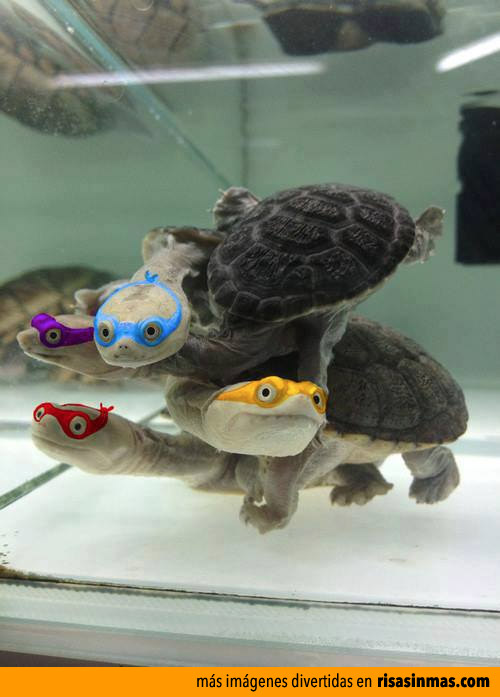 Las verdaderas tortugas ninja