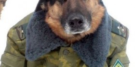 Los perros en Rusia