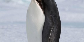 Nueva especie: Orca-Pingüino