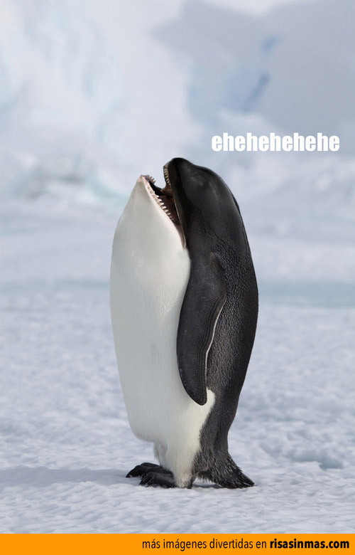 Nueva especie: Orca-Pingüino