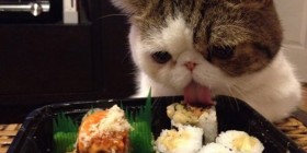 Sushi bueno