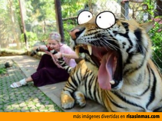 Tigre atacado por una mujer