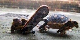 Tortugas haciendo Skate