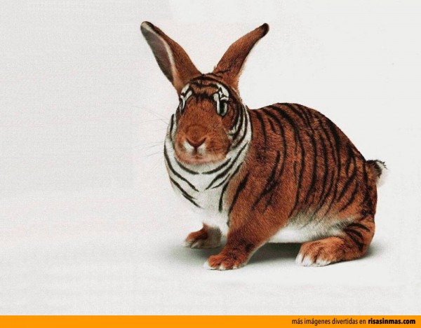 Un tigre-conejo