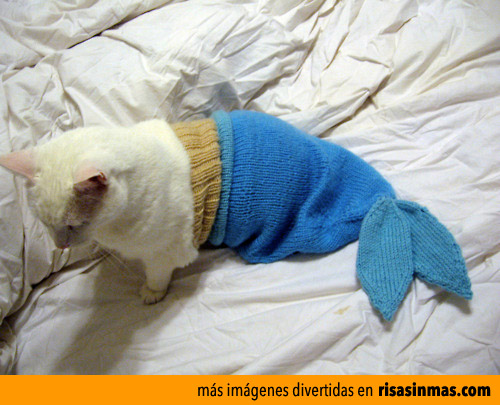 Gato disfrazado de pez