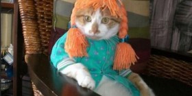 Gato disfrazado de Pippi Calzaslargas