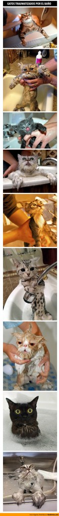 Gatos traumatizados por el baño