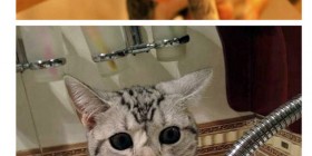 Gatos traumatizados por el baño