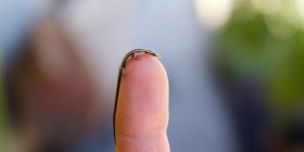 La lagartija más pequeña del mundo