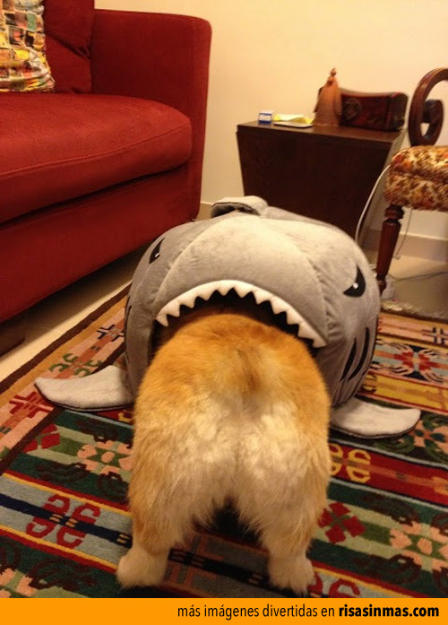 Mi perro devorado por un tiburón