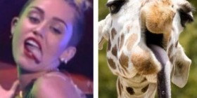 Parecidos razonables: Miley Cyrus - Jirafa