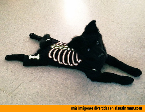 Disfraz de Halloween para tu perro