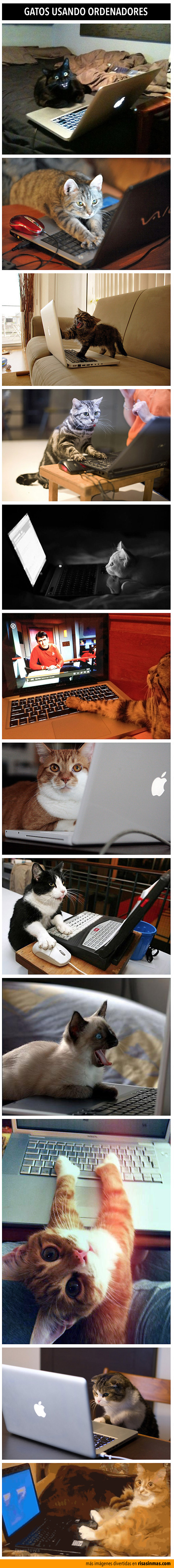 Gatos usando ordenadores