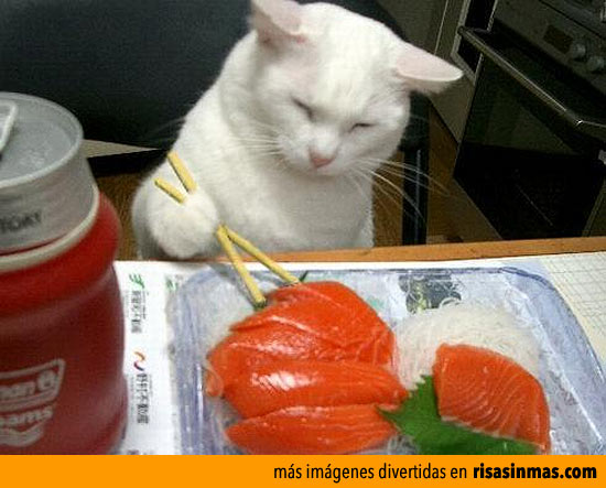 Gato comiendo sushi