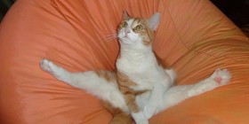 Gato practicando yoga