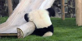 La razón por la que los pandas están en peligro
