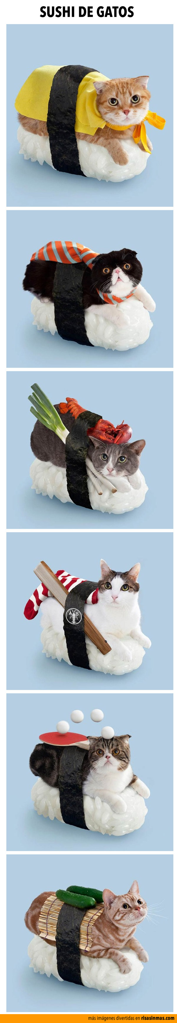 Sushi de gatos