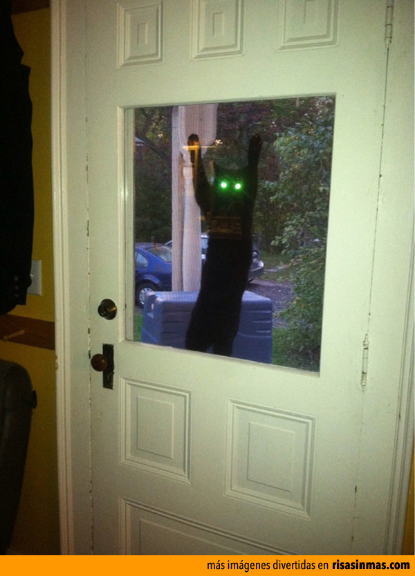 Tu gato quiere entrar