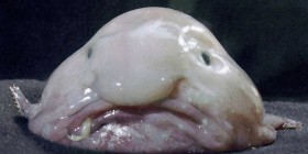 Pez borrón, el pez más feo del mundo