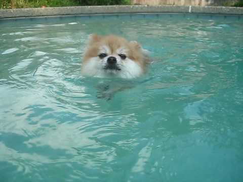 Tristan nadando