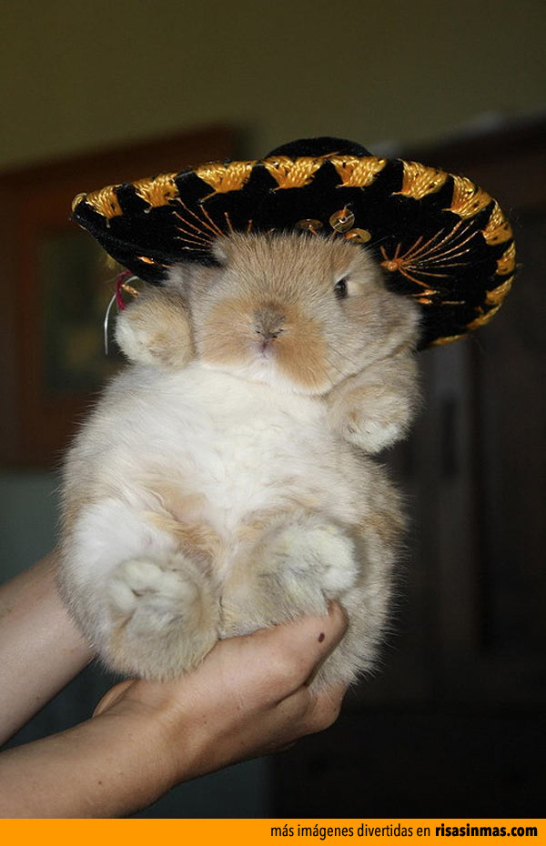 Conejo mexicano