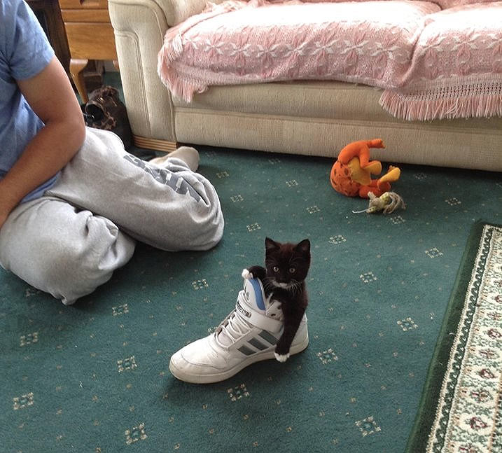 Gato probándose las zapatillas