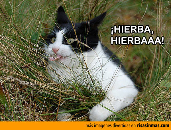 ¡Hierba, Hierbaaa!