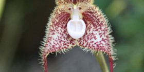 Increíbles orquídeas con cara de mono