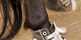 Mi caballo con zapatillas a la moda