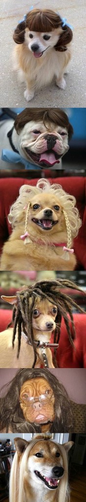 Perros con pelucas