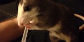 Ratón bebiendo refresco