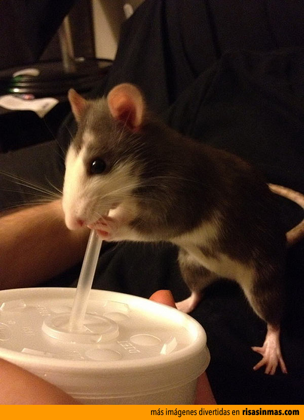 Ratón bebiendo refresco
