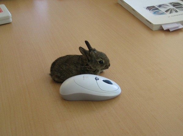 Un conejo y un ratón