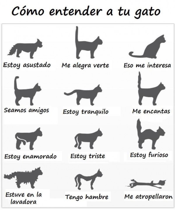 Cómo entender a tu gato