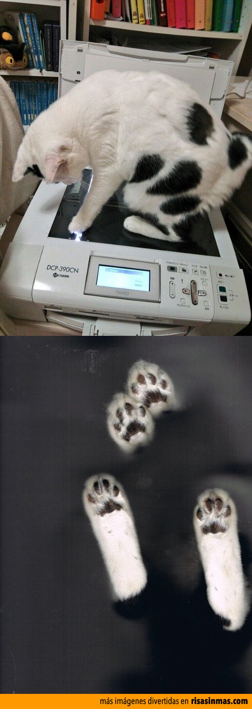 Gato haciéndose una fotocopia