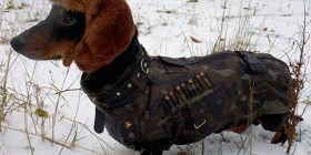Perros entrenados por el ejército ruso