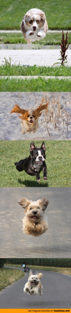 Perros voladores