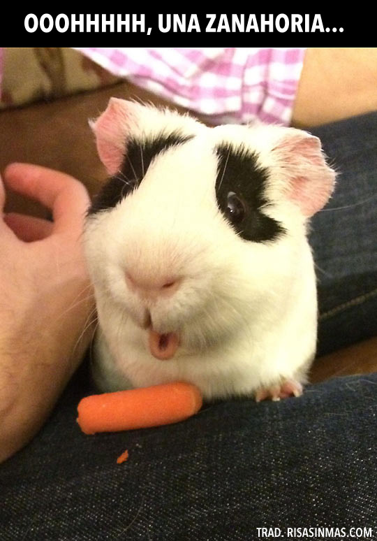 Cobaya sorprendida por una zanahoria