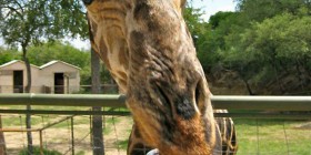 Fotobomba de la jirafa