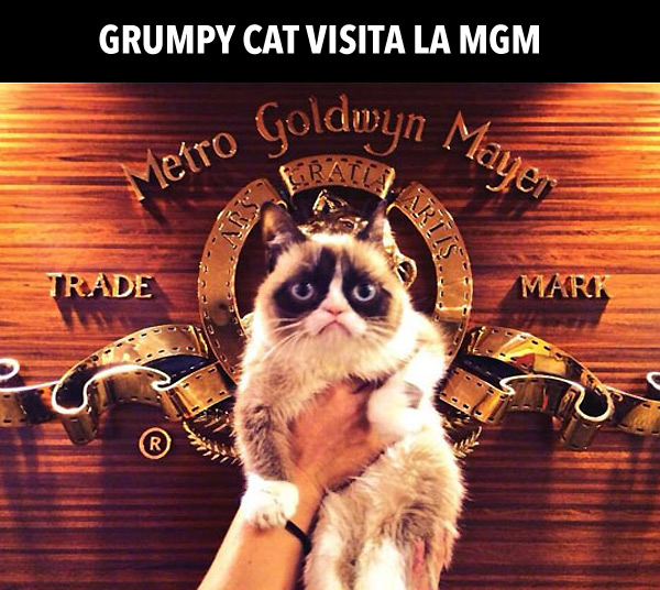 Grumpy cat visita la MGM