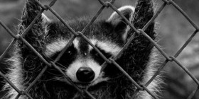 Libertad a los presos políticos mapaches