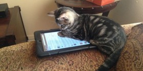 Los gatos también tienen su tablet