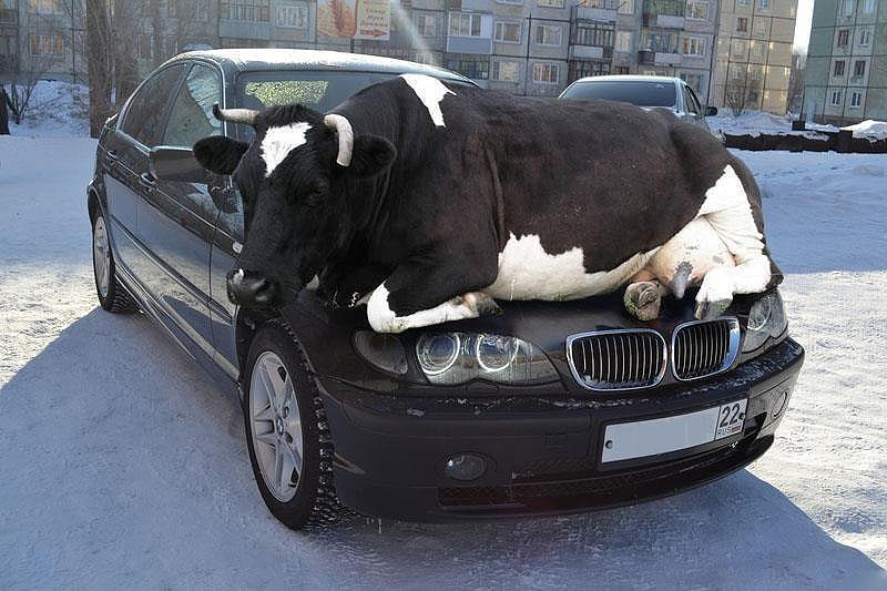 Me he puesto vaca en el coche