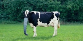 Nueva especie vaca elefante