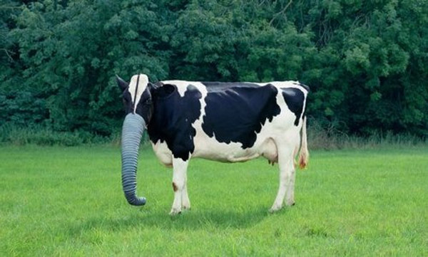 Nueva especie vaca elefante