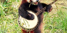 Panda rojo tocando el banjo