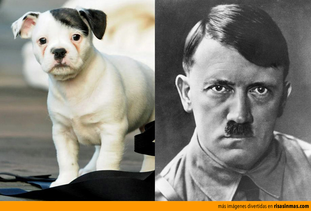 Parecidos razonables: perrito y Hitler