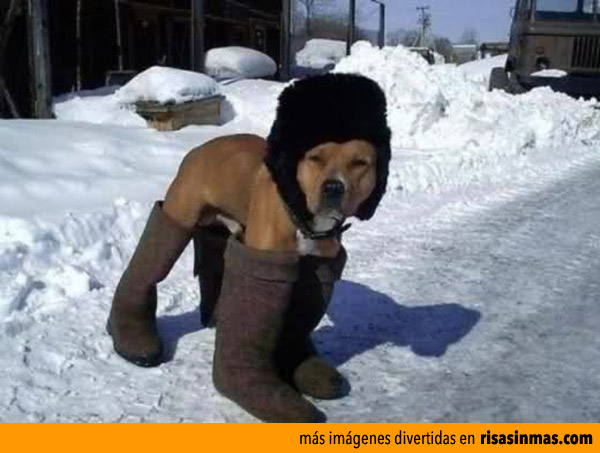 Perro preparado para el frío invierno