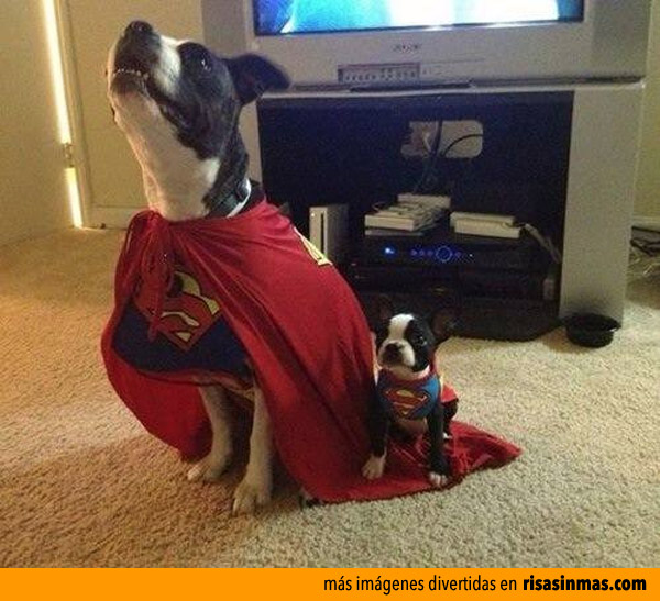 Superman y Superboy version perruna